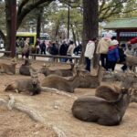 nara road trip