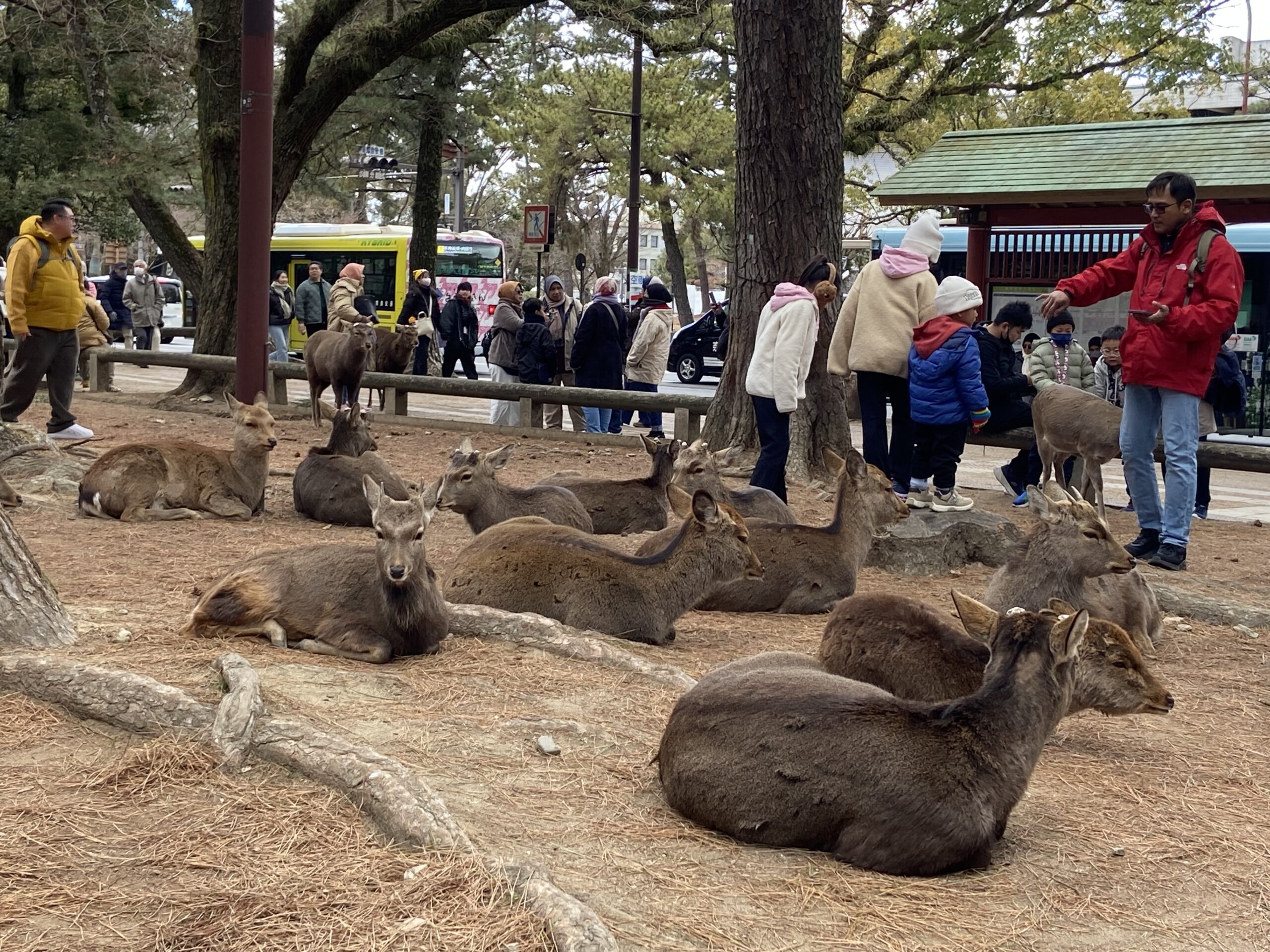 nara road trip