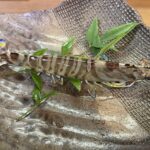 day trip hime island