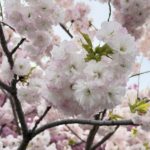 road trip in shibukawa